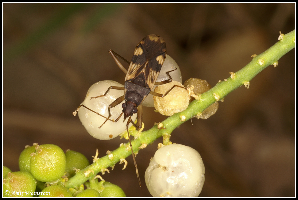 Lygaeidae d''Israele: Dieuches cfr. mucronatus